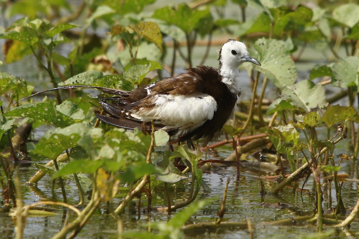 Pheasant-tailed Jacana - ML260617981