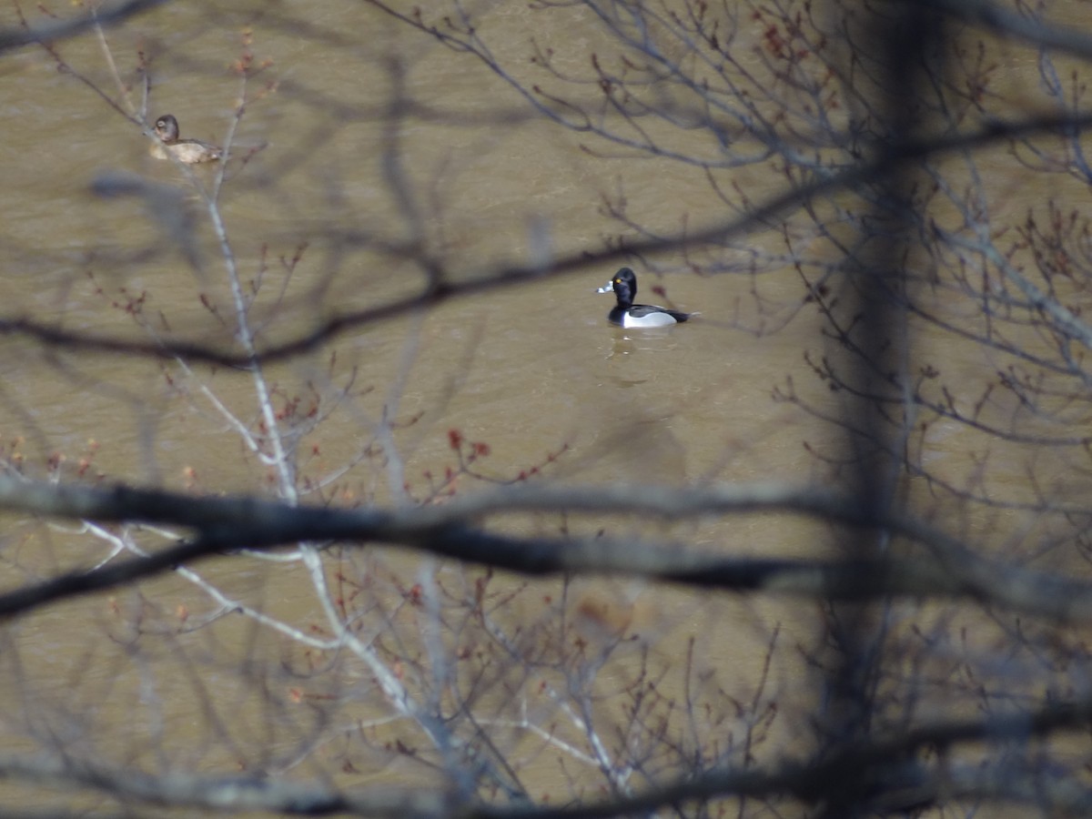 Ring-necked Duck - ML26061801