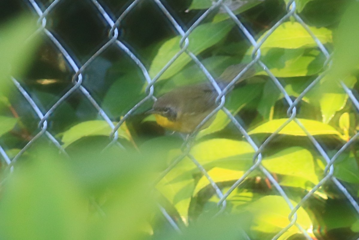 Common Yellowthroat - D Harvey