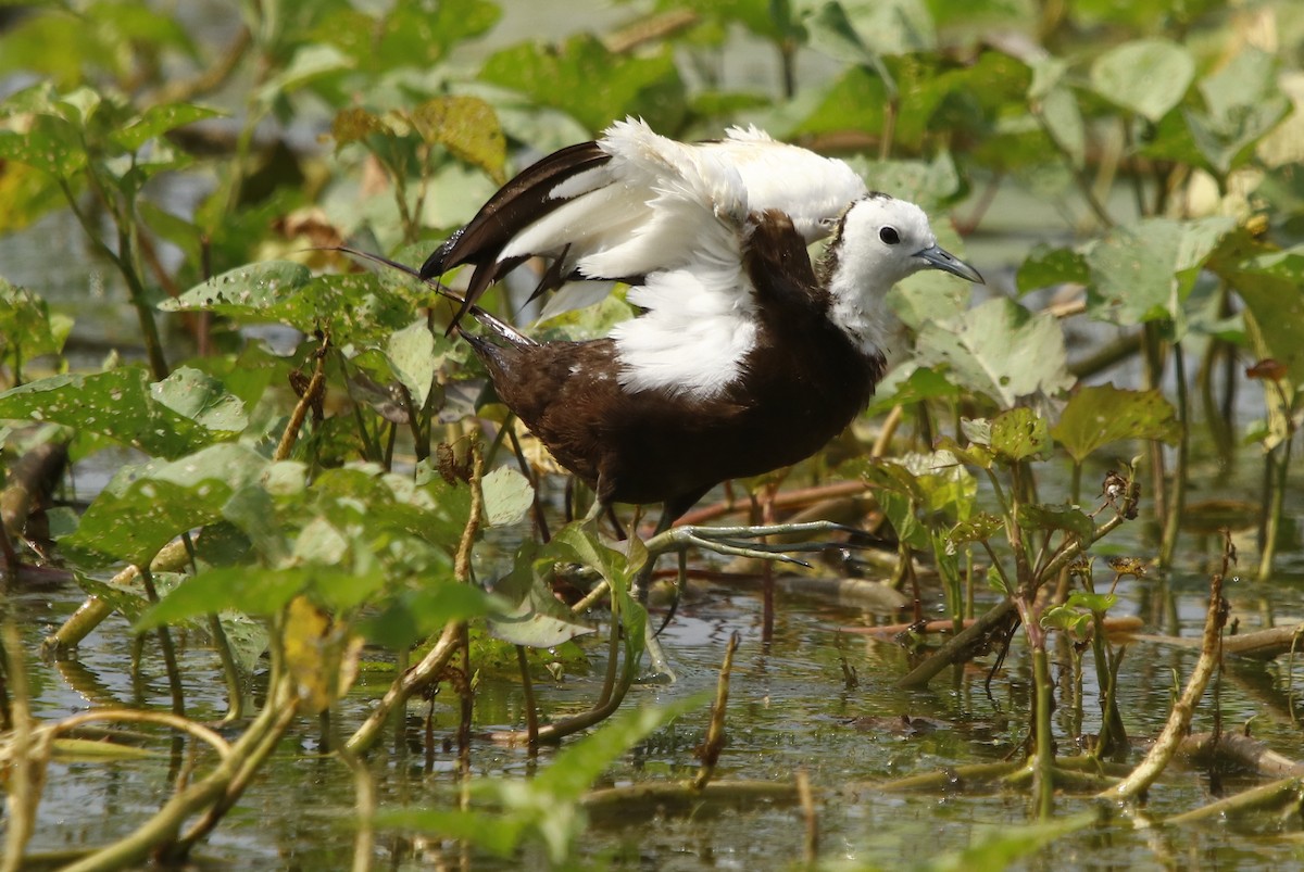 Jacana à longue queue - ML260618821