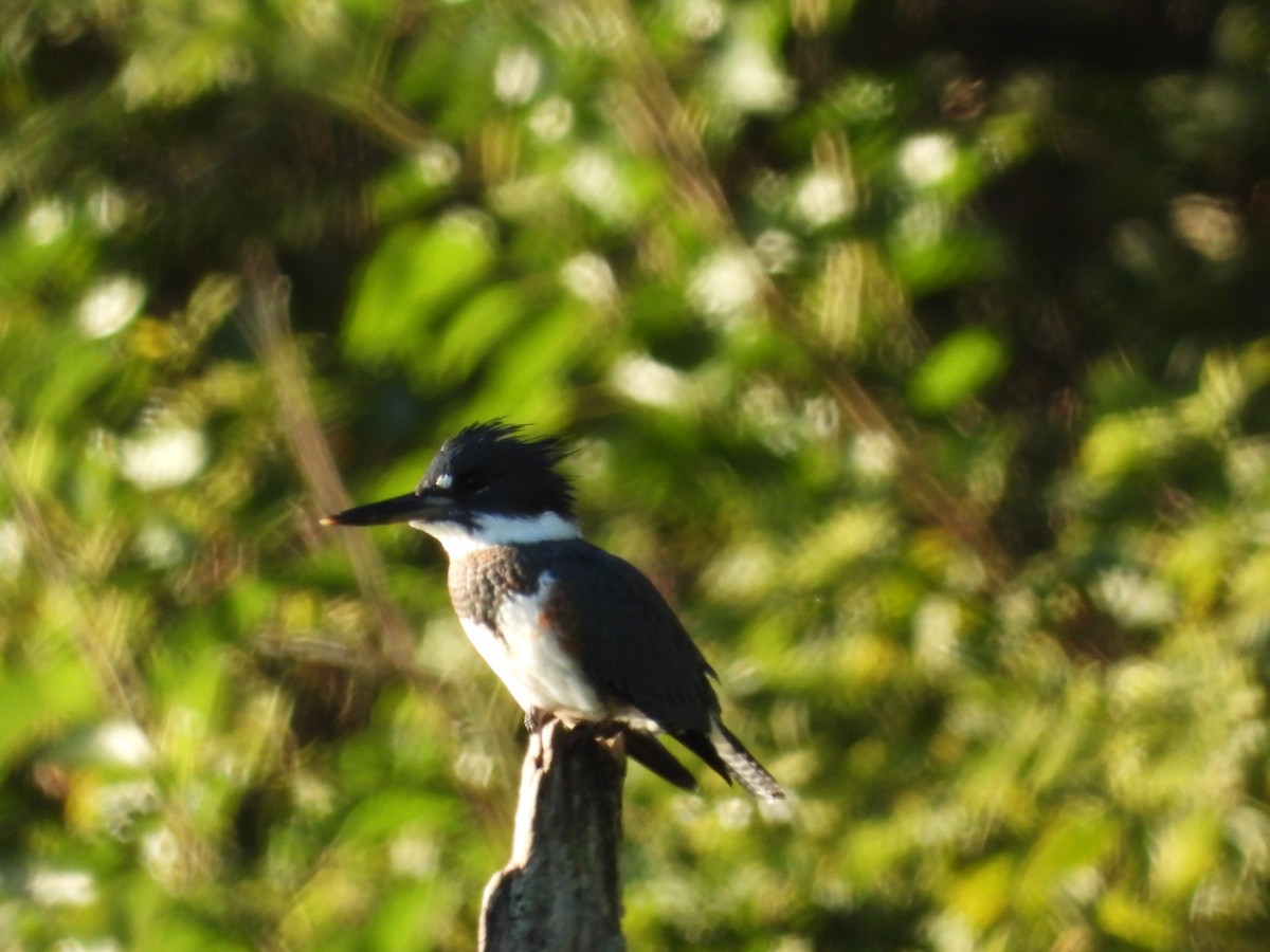 Belted Kingfisher - ML260618981