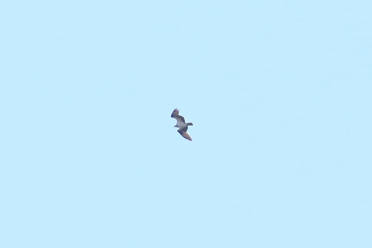 Osprey - ML260619381