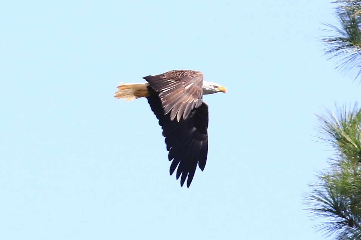 Bald Eagle - ML260619471