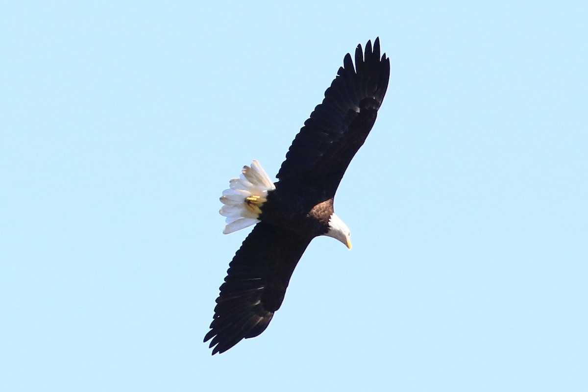 Bald Eagle - ML260619481