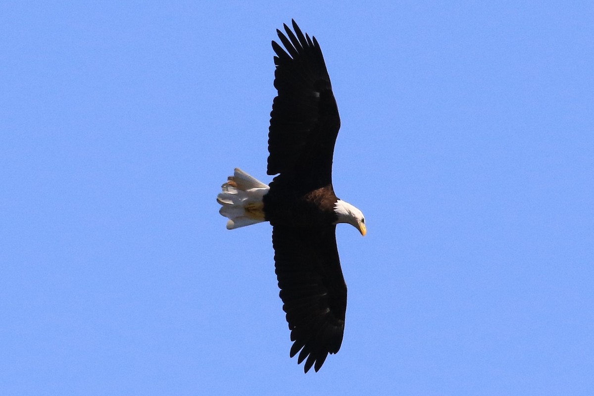 Bald Eagle - ML260619491