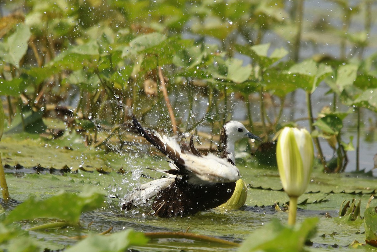 Jacana à longue queue - ML260620341