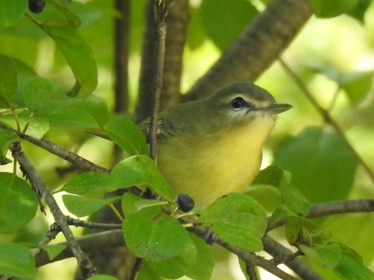 Philadelphia Vireo - ML260621311