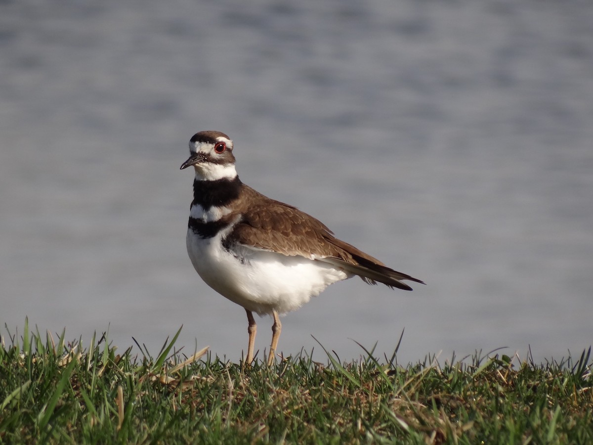 Killdeer - ML26062241