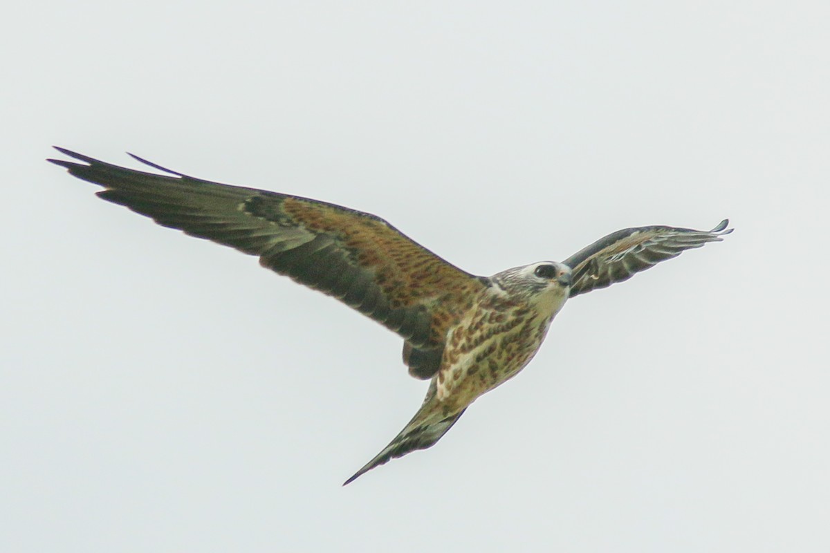 Mississippi Kite - ML260622701