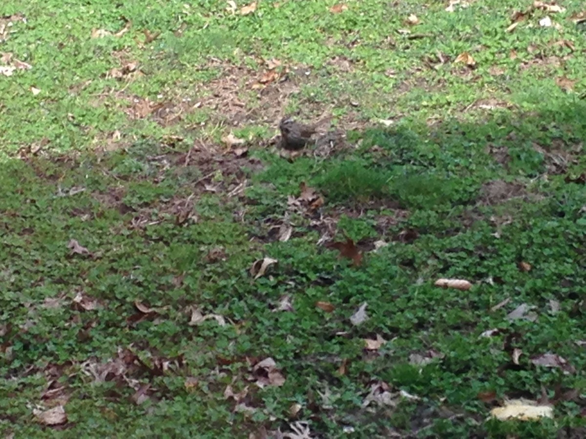 Song Sparrow - ML26062281