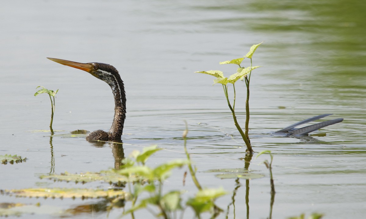 Oriental Darter - ML260622911