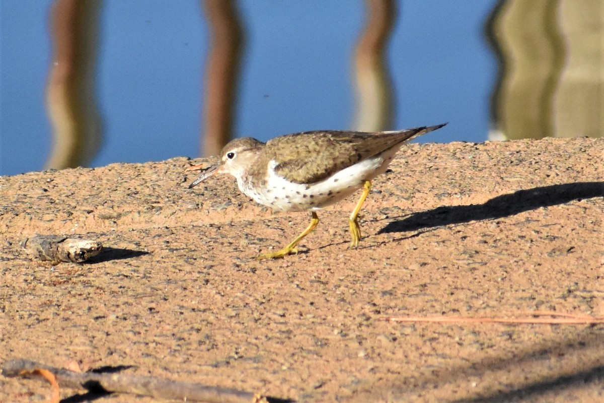 Spotted Sandpiper - ML260623601