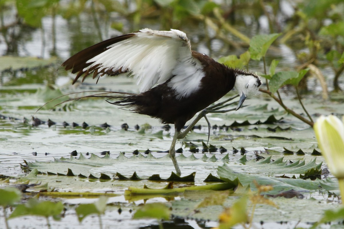 Pheasant-tailed Jacana - ML260625871