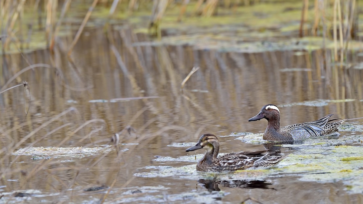 Garganey - ML26062601