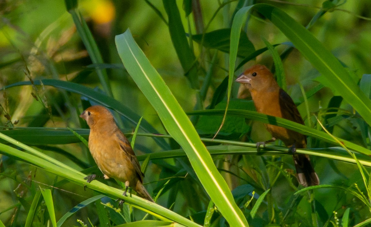 Blue Grosbeak - ML260628091