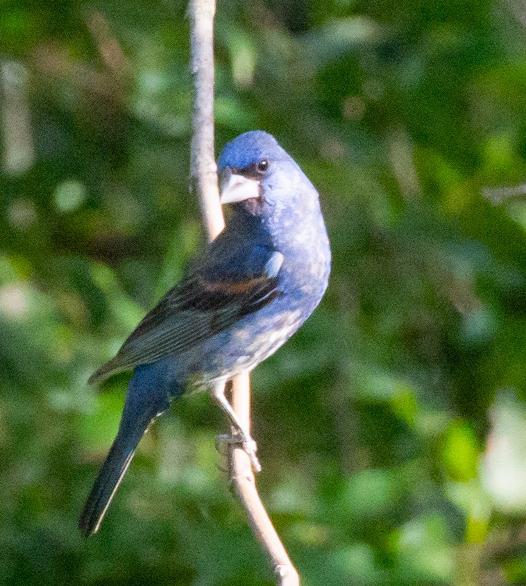 גבתאי כחול - ML260628101