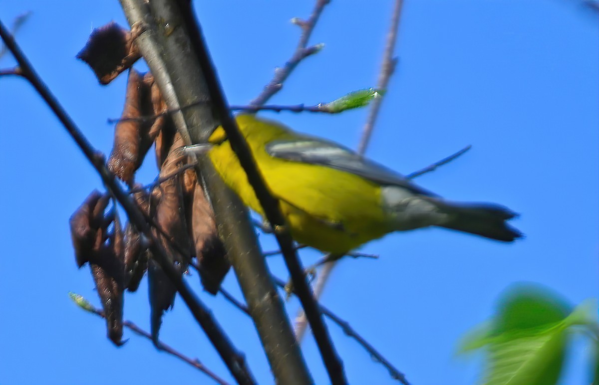 Blue-winged Warbler - ML260628251