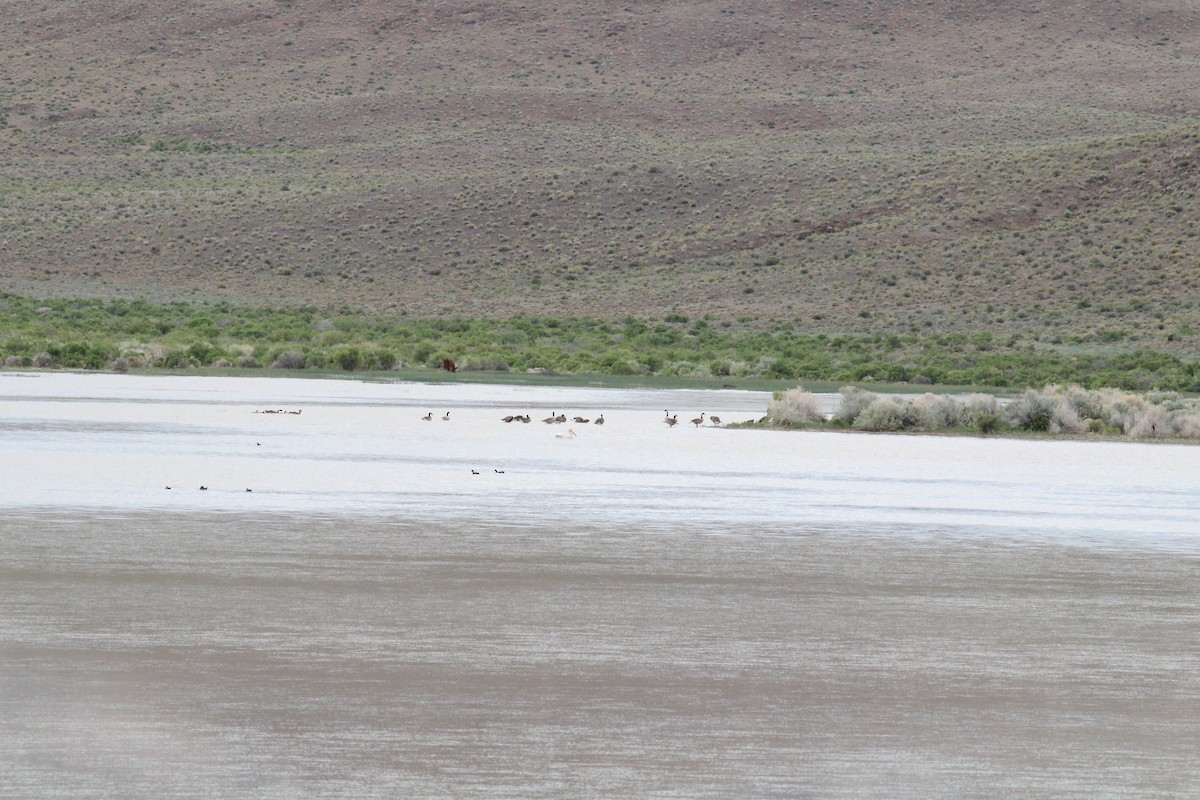 American White Pelican - ML260629671