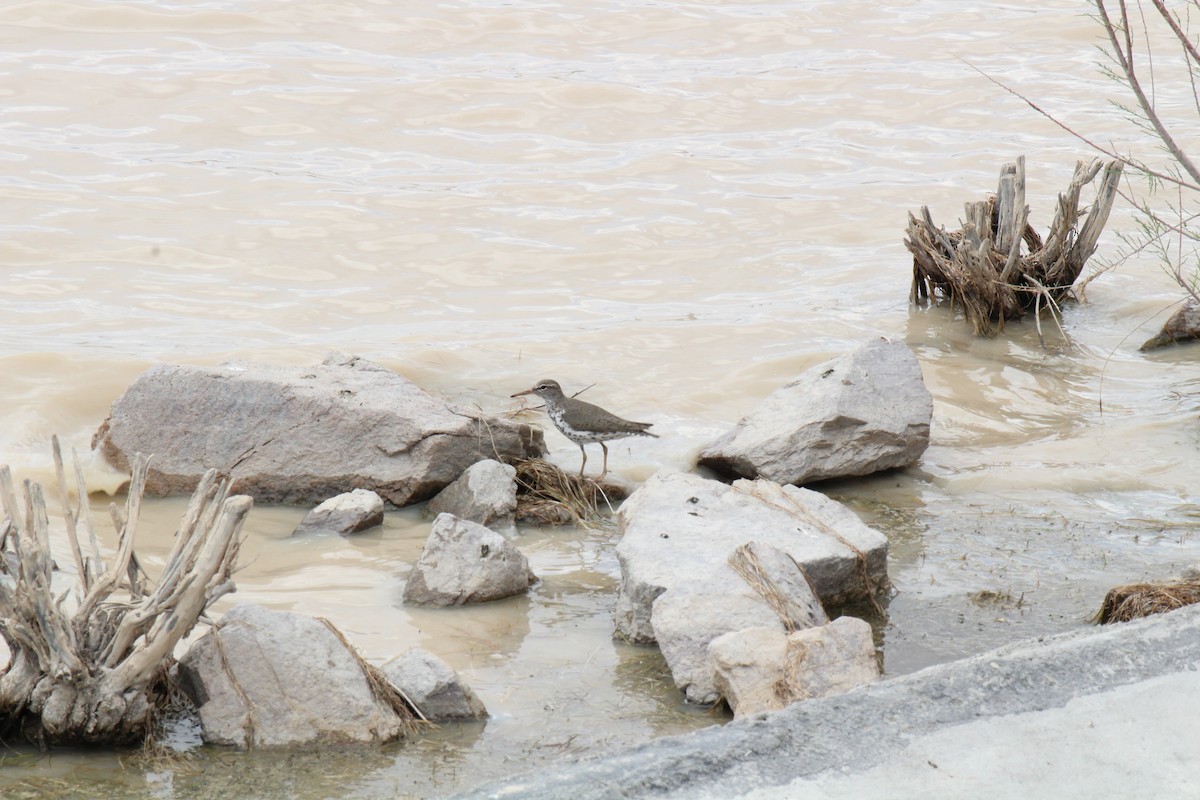 Spotted Sandpiper - ML260629781