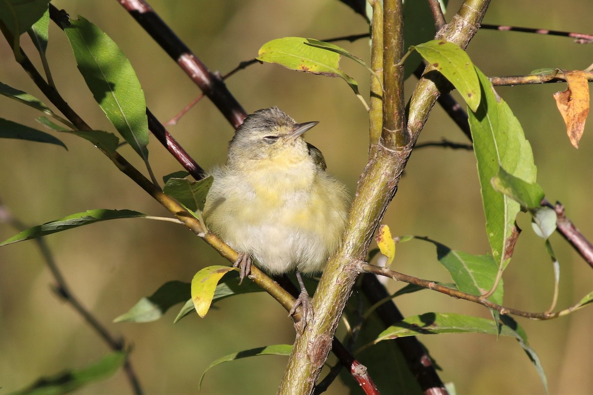 Tennessee Warbler - ML260630351