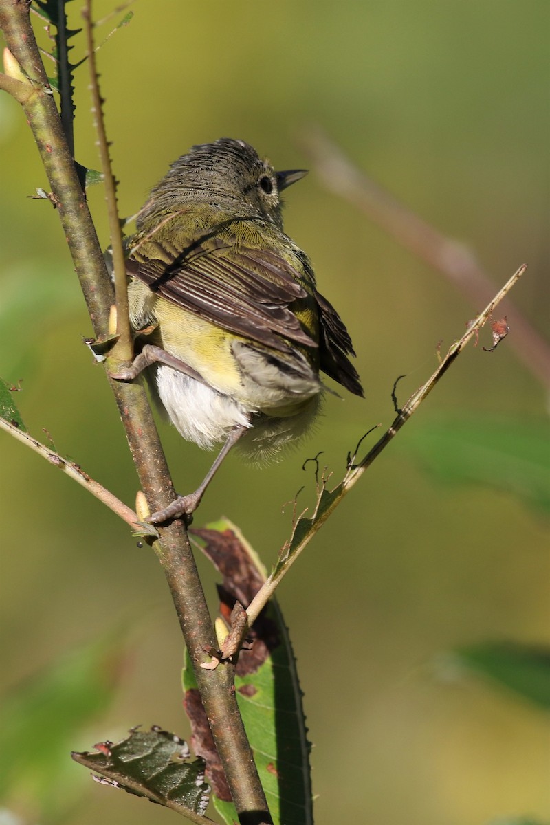 Tennessee Warbler - ML260630411