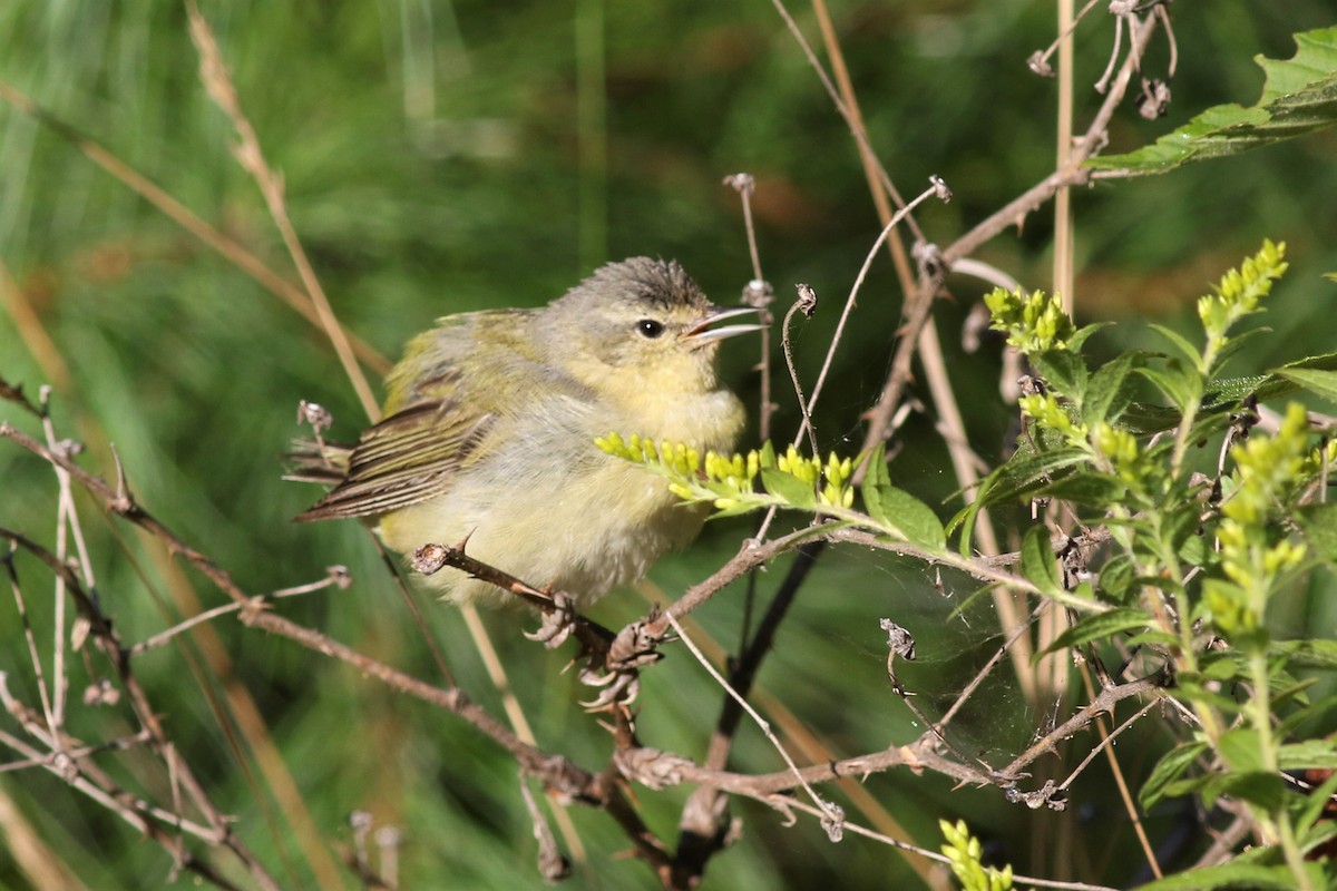 Tennessee Warbler - Margaret Viens