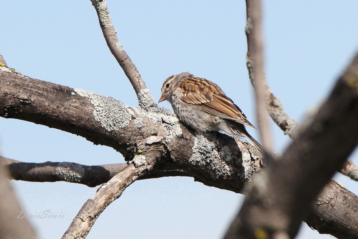 Chipping Sparrow - ML260630491