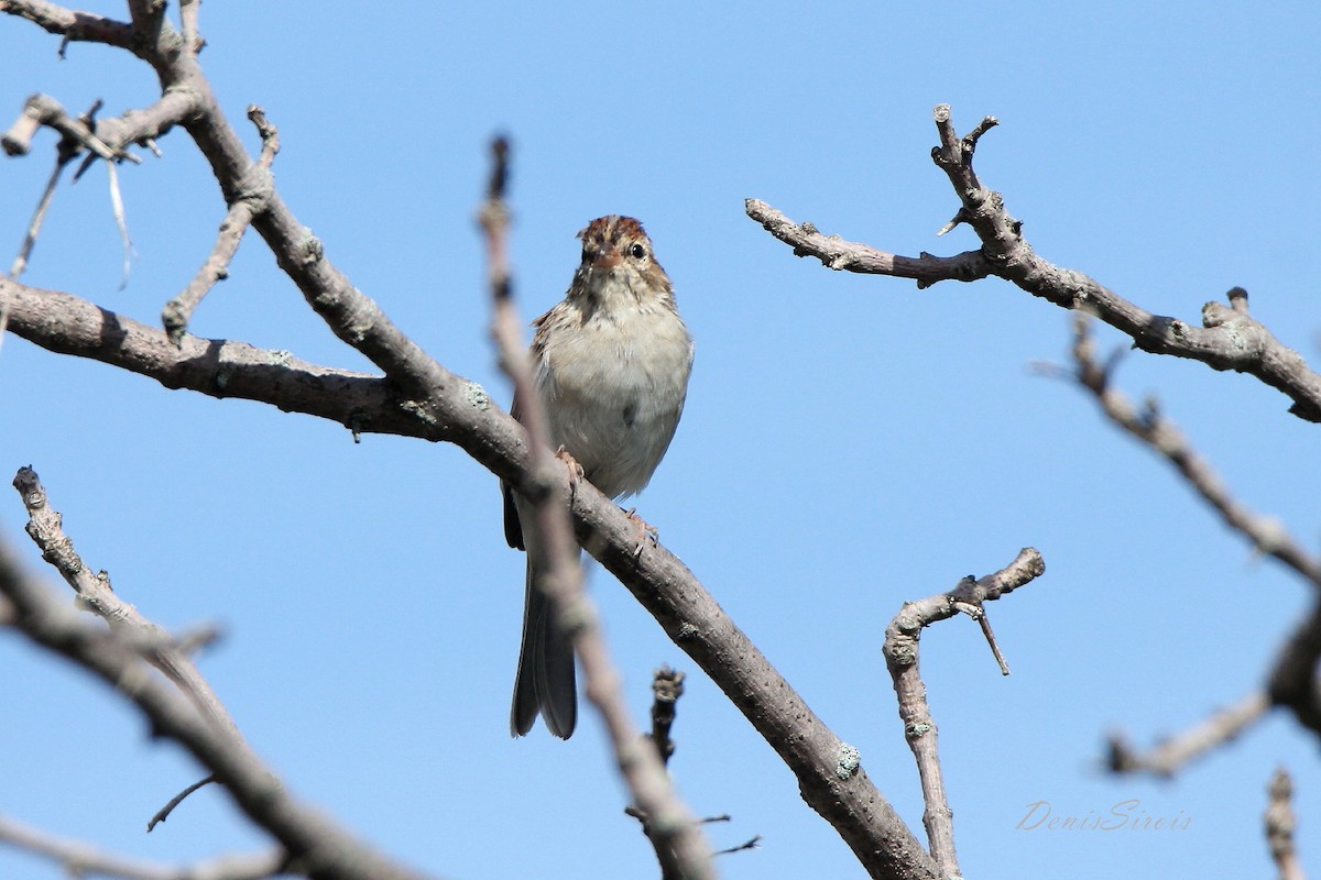 Chipping Sparrow - ML260630501