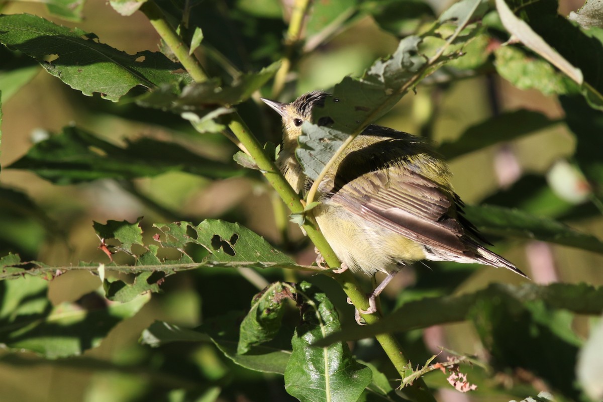 Tennessee Warbler - Margaret Viens