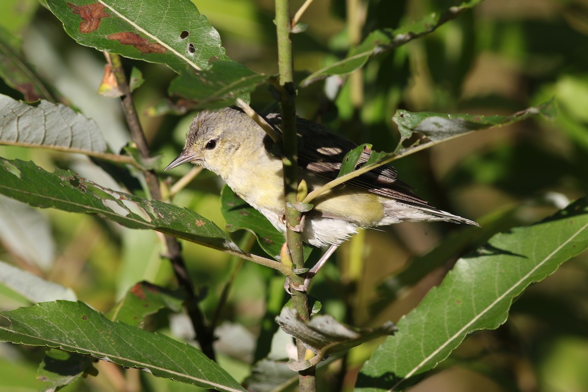 Tennessee Warbler - Margaret Viens