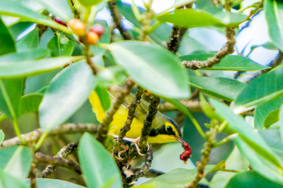 Kentucky Warbler - Carlos Bernal