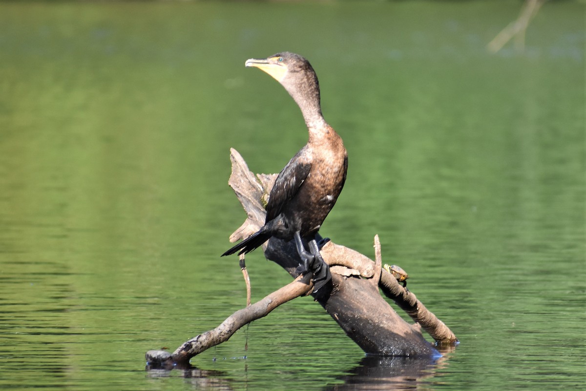 Double-crested Cormorant - ML260632251