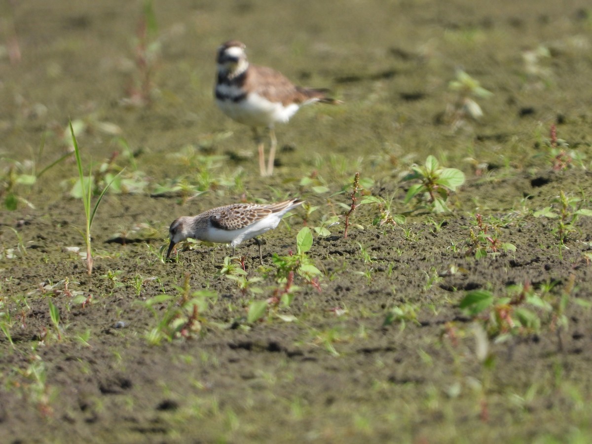 Semipalmated Sandpiper - Rick Luehrs