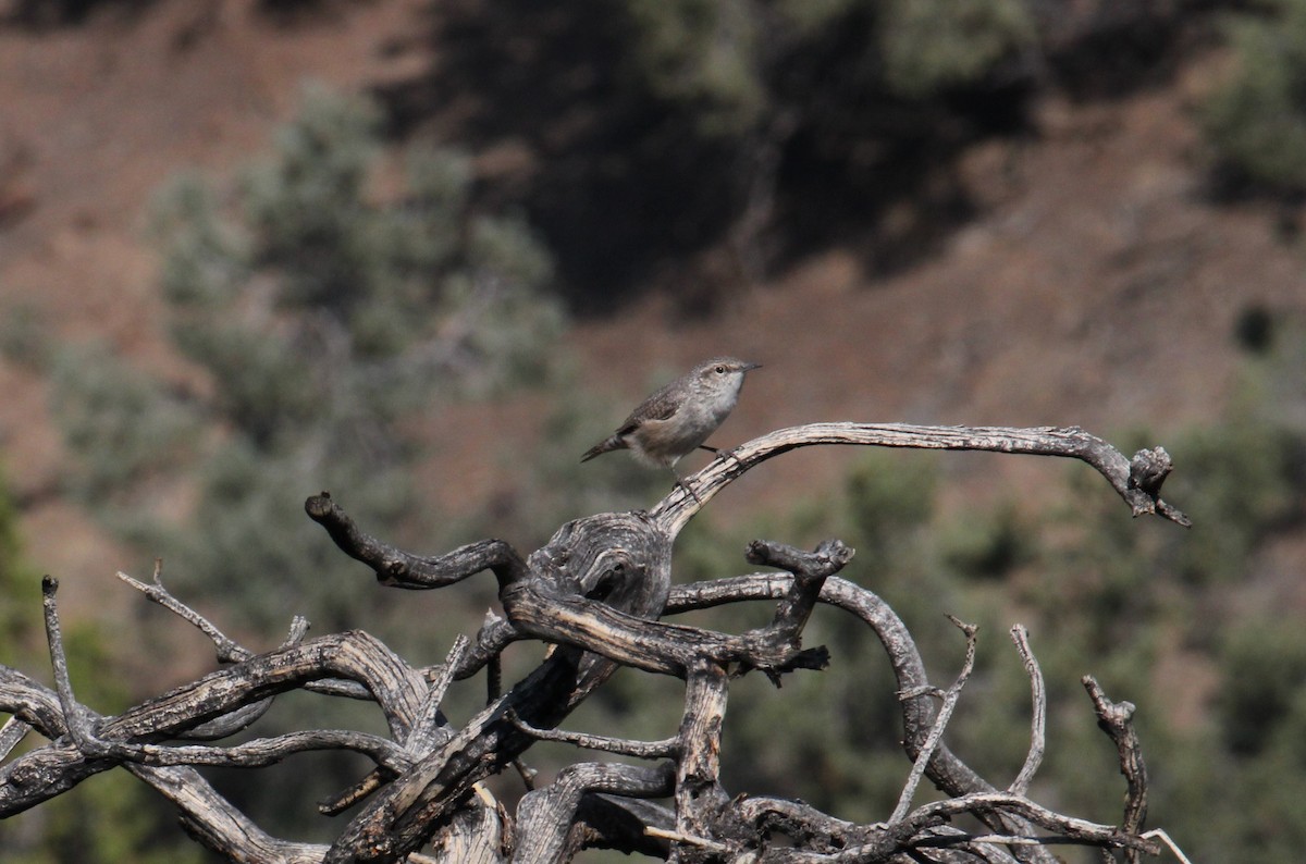 Rock Wren - Jason Wurtz