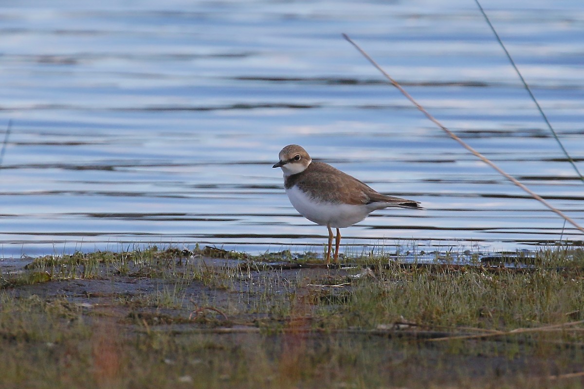 Little Ringed Plover - ML260635521