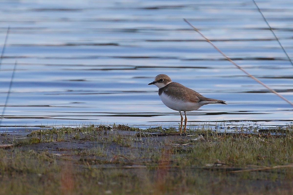 Little Ringed Plover - Jan Andersson