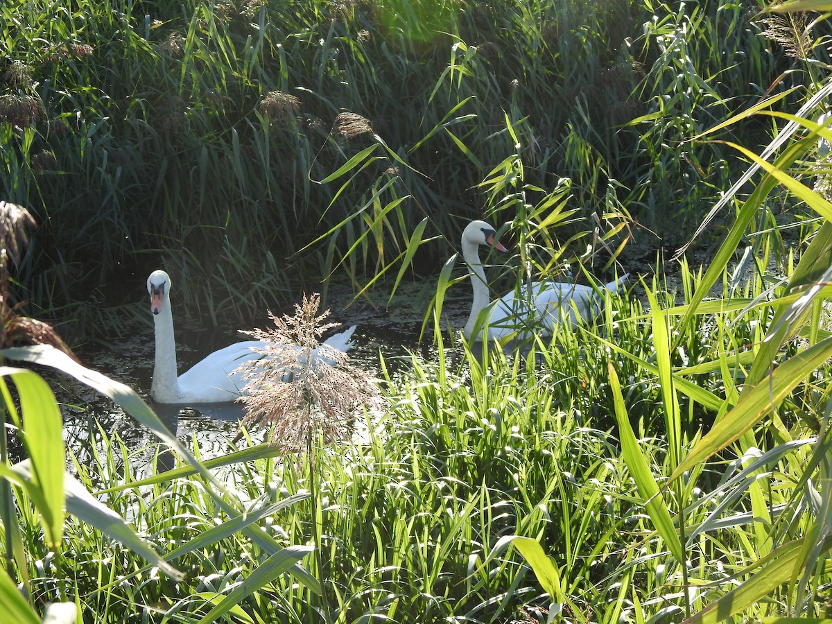 Mute Swan - ML260636911