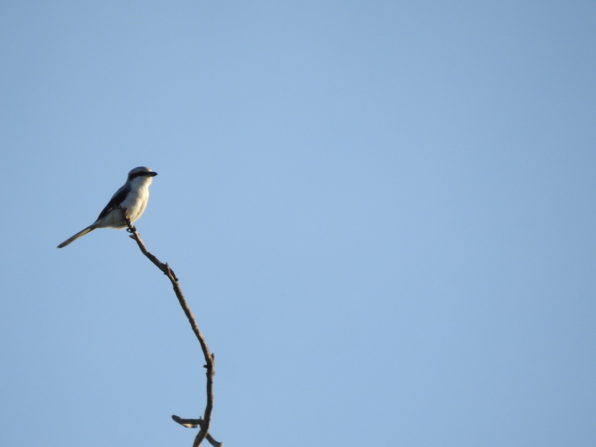 Great Gray Shrike - ML260636981