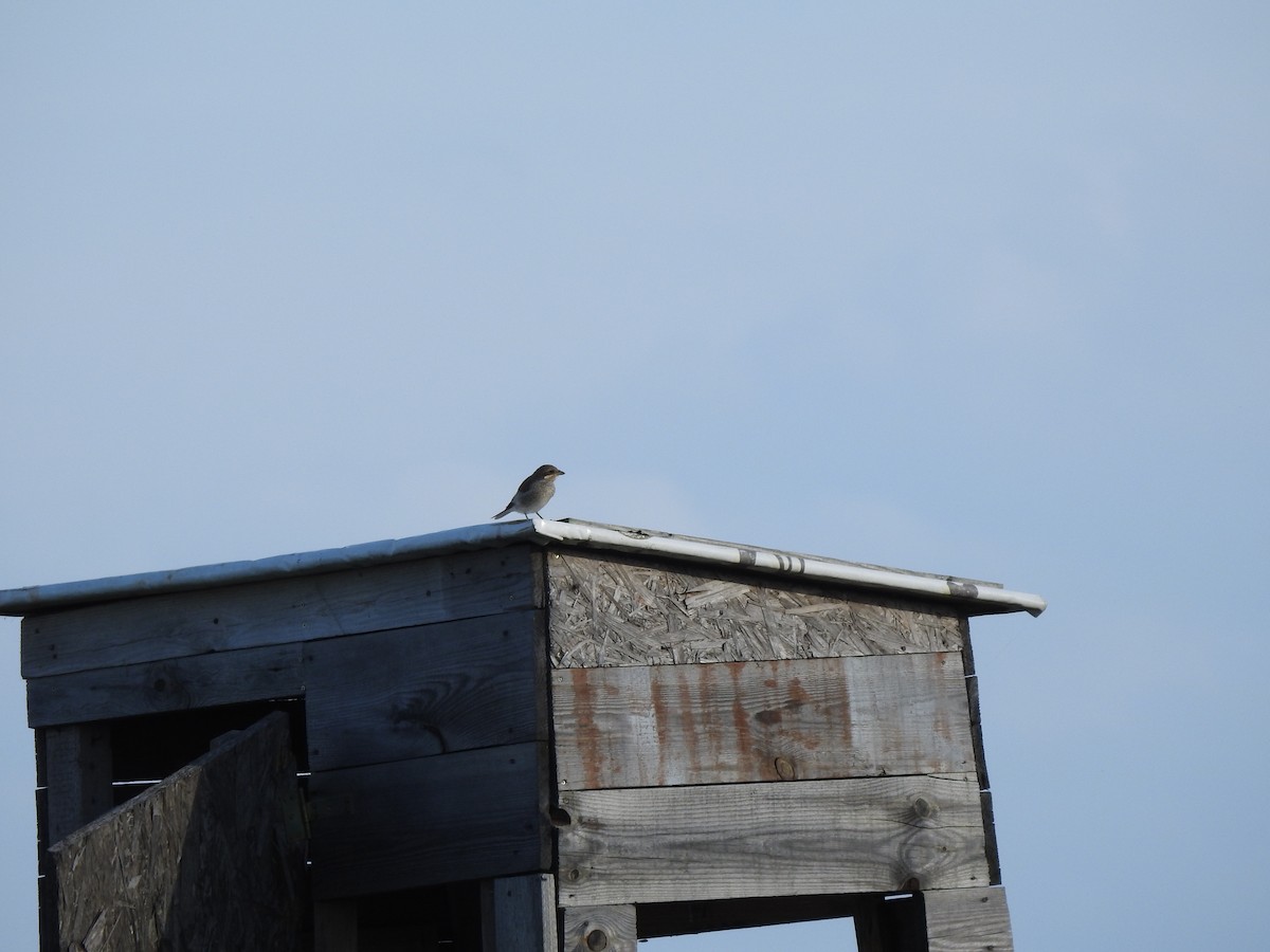 Red-backed Shrike - ML260637021