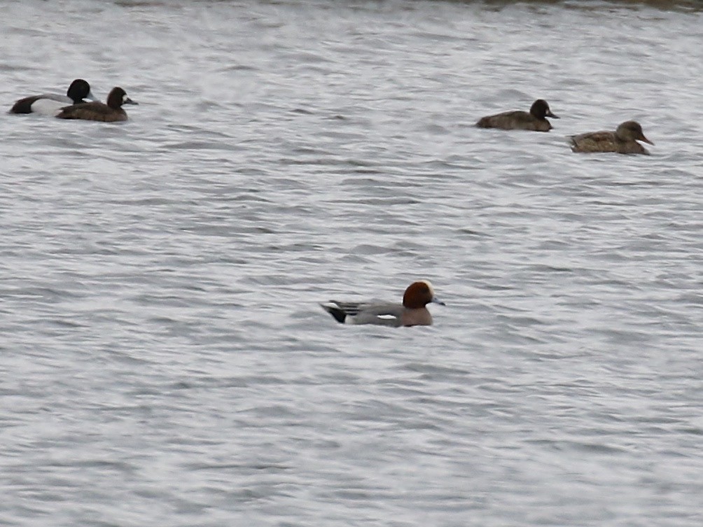 Eurasian Wigeon - ML26063951