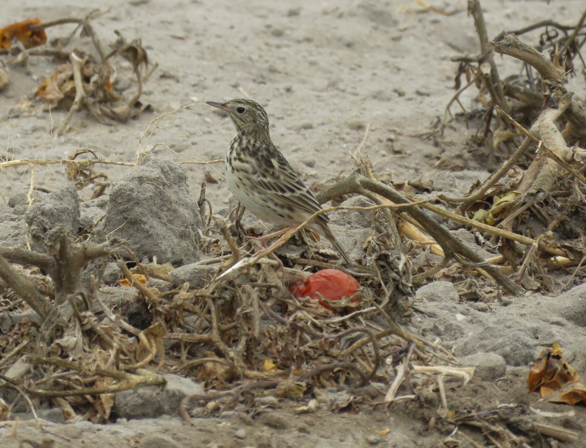 Peruvian Pipit - ML26063971