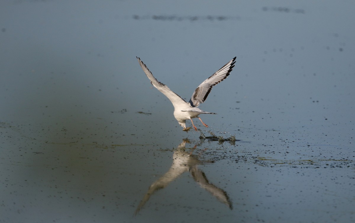 Bonaparte's Gull - Jay McGowan