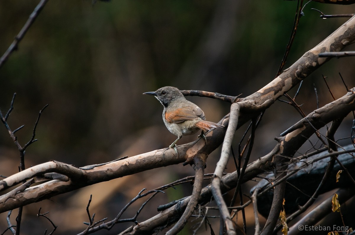 White-bellied Spinetail - ML260640511