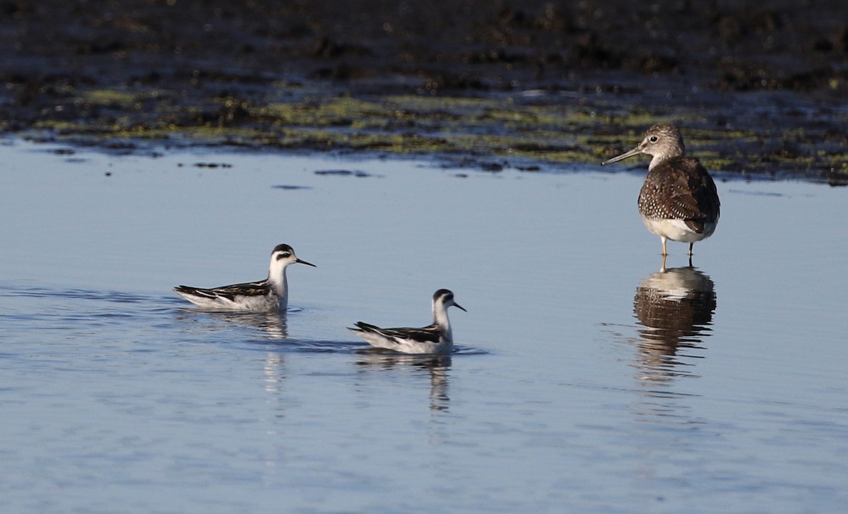 Red-necked Phalarope - ML260640921