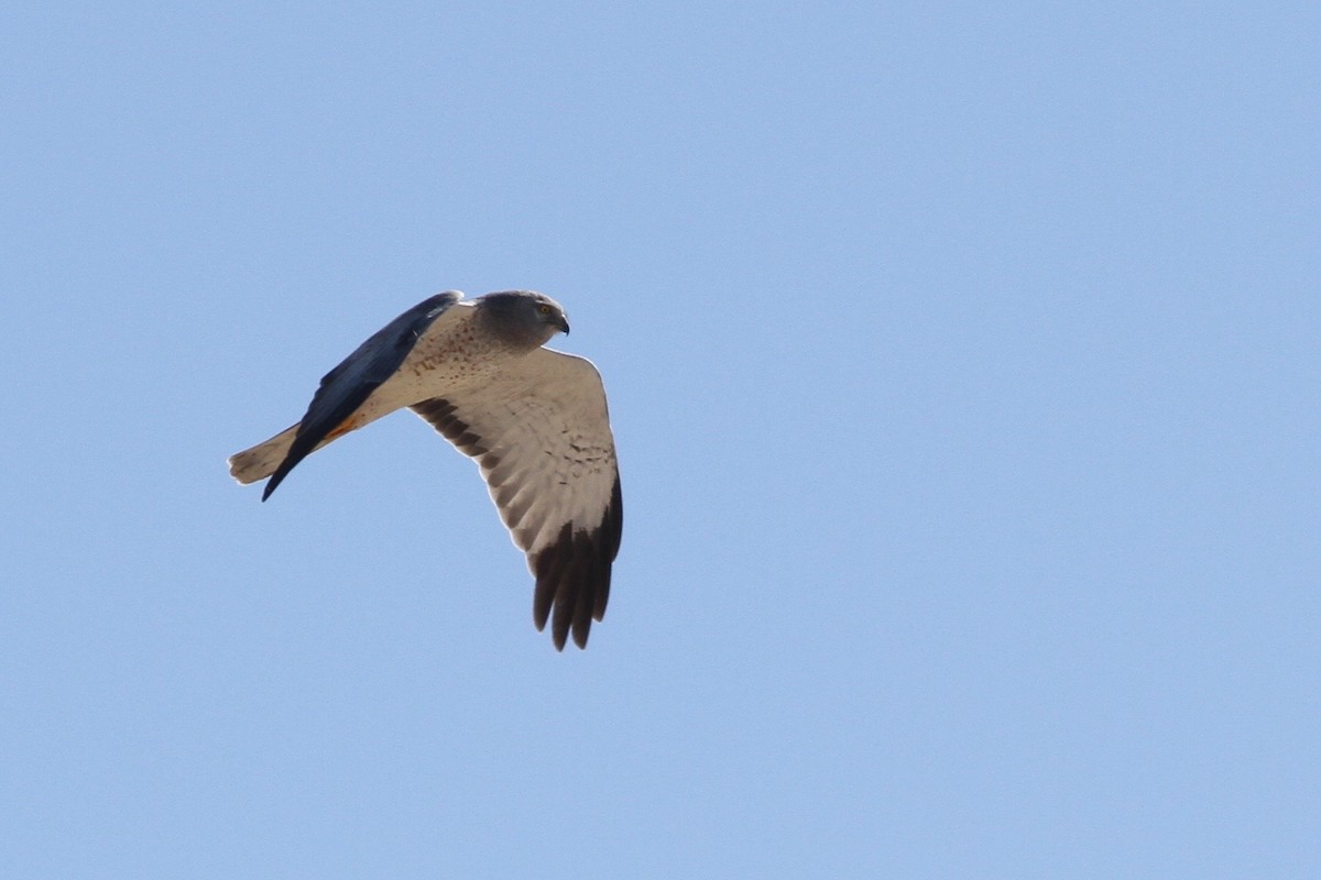 Northern Harrier - ML26064111