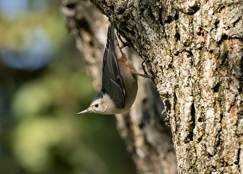 White-breasted Nuthatch - Julio Mulero