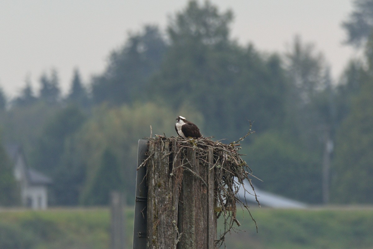 Osprey - Kevin Krebs