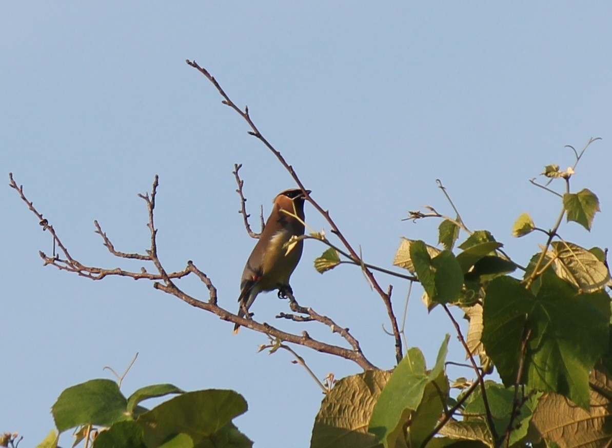 Cedar Waxwing - ML26064291