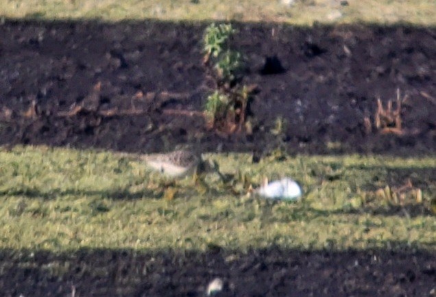 Buff-breasted Sandpiper - Jay McGowan