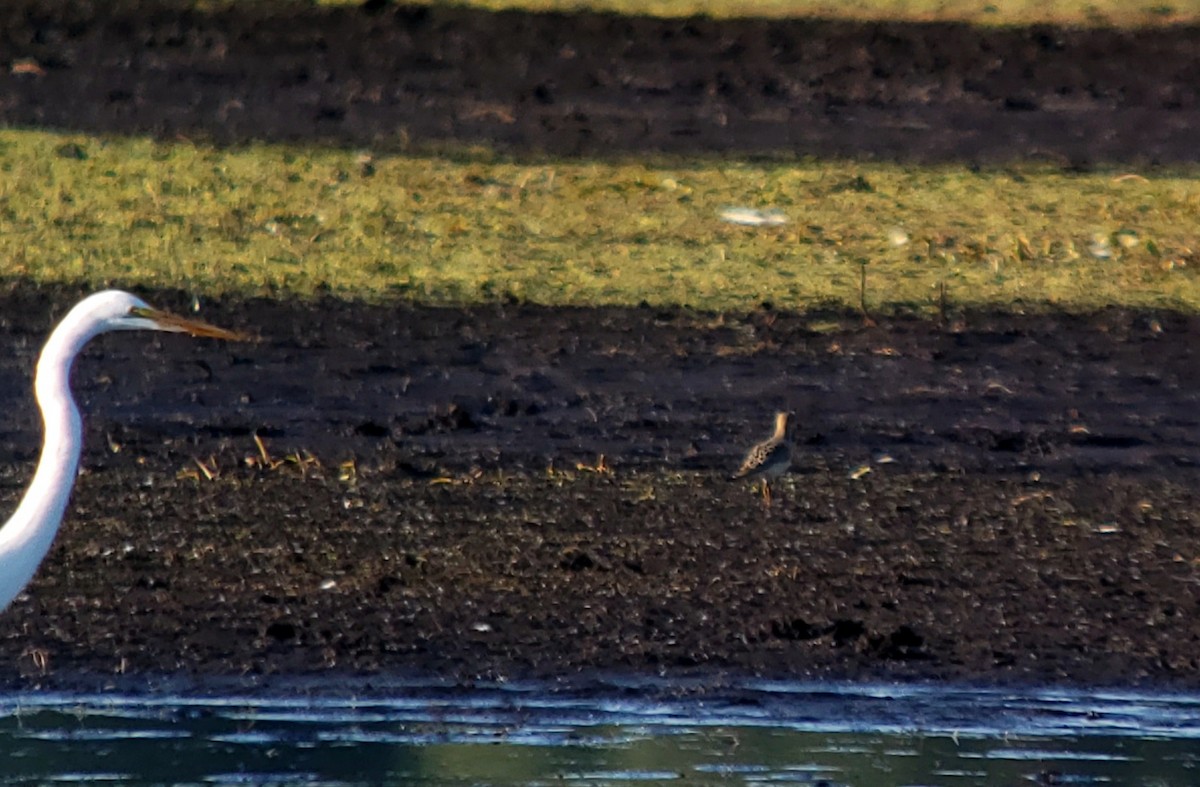 Buff-breasted Sandpiper - ML260643321